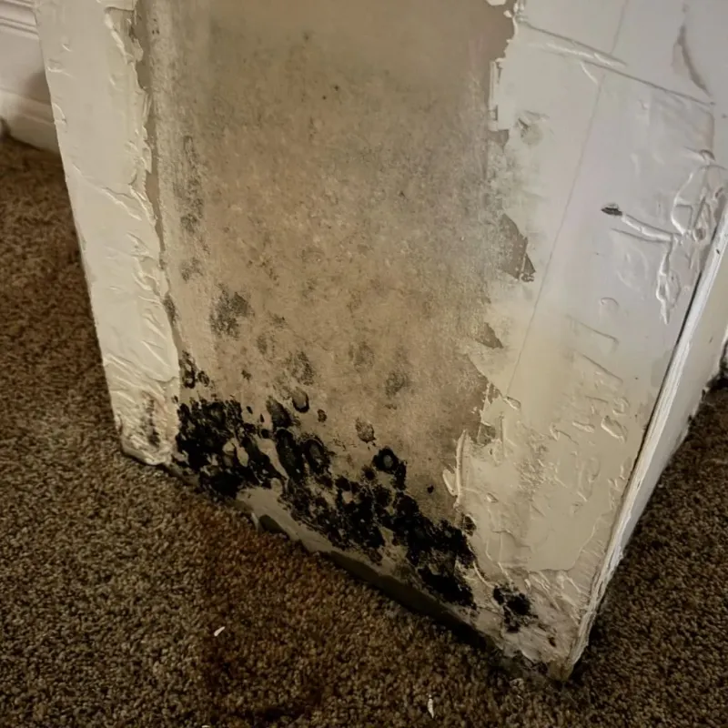 Professional Mold Removal in Minnehaha County, SD